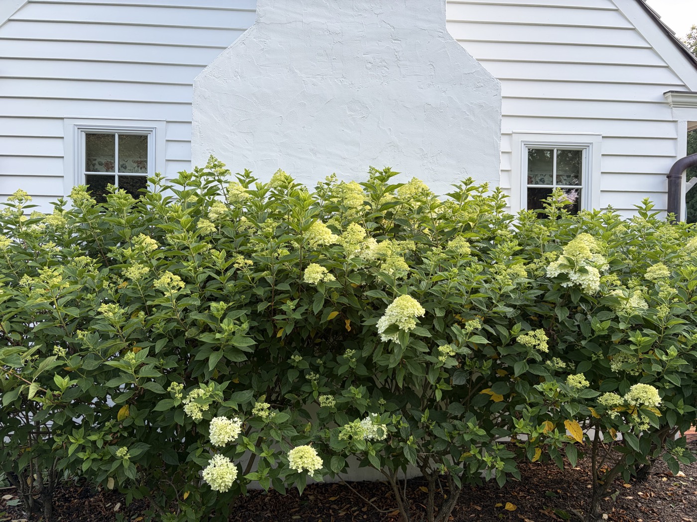 Before: overgrown hydrangeas crowding the chimney and windows