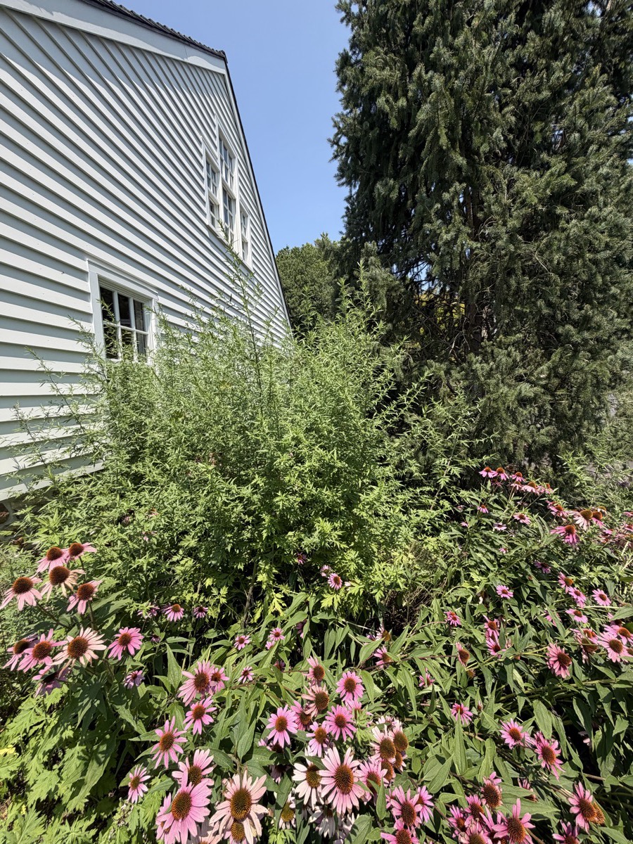 Coneflower bed in bloom alongside a gray farmhouse