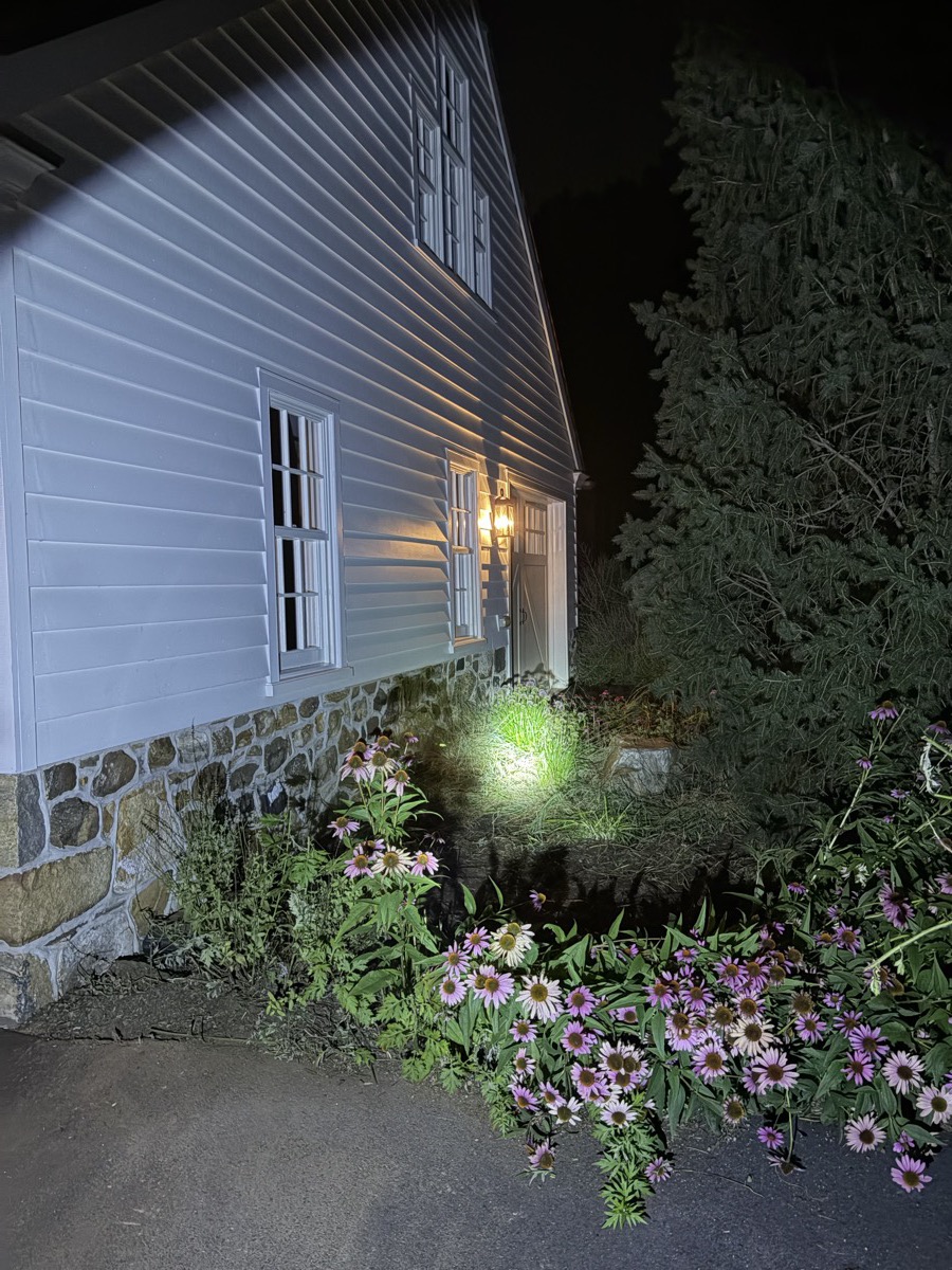 Coneflowers along a stone foundation and paved drive, lit at night